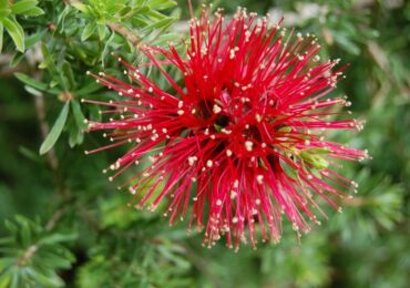 Callistemon - soins à domicile. Culture, transplantation et reproduction de Callistemon. Description, types. Une photo