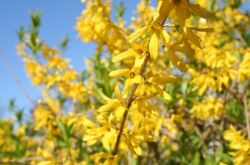 Forsythia - plantation et entretien en plein champ. Cultiver la forsythie, méthodes d'élevage. Description, types. Une photo