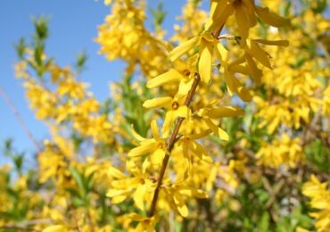 Forsythia - plantation et entretien en plein champ. Cultiver la forsythie, méthodes d'élevage. Description, types. Une photo