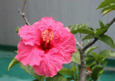 Comment faire pousser de l'hibiscus à partir de graines