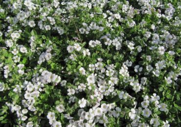 Fleur de gypsophile - plantation et soins en plein champ. Culture de gypsophile à partir de graines, méthodes de reproduction. Description, types. Une photo