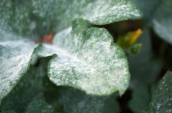 Plaque sur les feuilles des plantes - comment s'en débarrasser, les raisons de l'apparition. Floraison blanche et noire sur les feuilles, floraison rouge