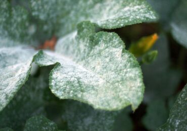 Plaque sur les feuilles des plantes - comment s'en débarrasser, les raisons de l'apparition. Floraison blanche et noire sur les feuilles, floraison rouge