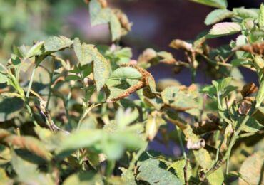 Maladies et ravageurs des roses. Méthodes et moyens de traitement et de prévention