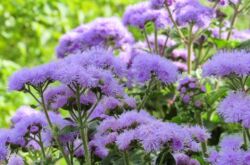 Usine d'Ageratum