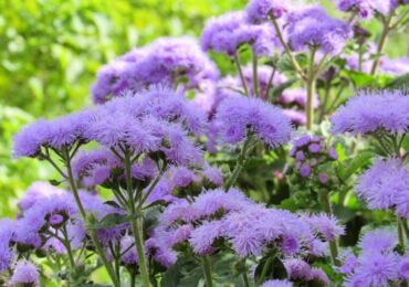 Usine d'Ageratum