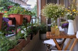 Plantes grimpantes pour le balcon: fleurs à croissance rapide, vivaces et annuelles