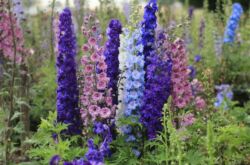 Delphinium - plantation et entretien en plein champ. Cultiver un delphinium à partir de graines, méthodes de reproduction. Description, types. Une photo