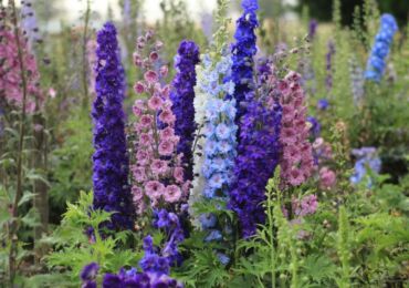 Delphinium - plantation et entretien en plein champ. Cultiver un delphinium à partir de graines, méthodes de reproduction. Description, types. Une photo