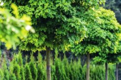 Arbres spectaculaires avec une couronne ronde dans l'aménagement paysager du jardin