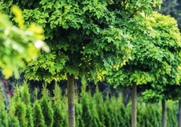 Arbres spectaculaires avec une couronne ronde dans l'aménagement paysager du jardin