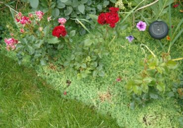 Fleurs vivaces à croissance basse résistantes au piétinement