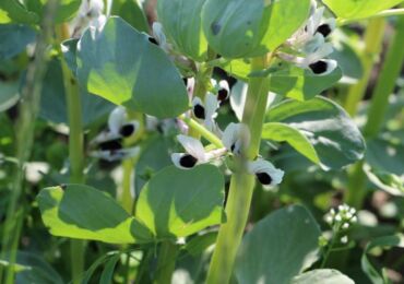 Meilleures plantes d'engrais vert: légumineuses