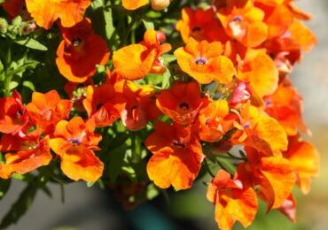 Nemesia - plantation et entretien en plein champ. Culture de nemesia à partir de graines, méthodes de reproduction. Description, types. Une photo