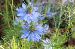 Nigella - plantation et toilettage à l'extérieur. Culture de nigelle à partir de graines, méthodes de reproduction. Description, types. Une photo