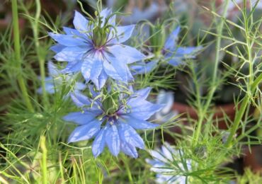 Nigella - plantation et toilettage à l'extérieur. Culture de nigelle à partir de graines, méthodes de reproduction. Description, types. Une photo