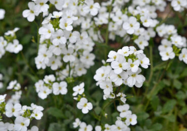 Arabis (Rezuha) - plantation et entretien en plein champ. Cultiver des Arabis à partir de graines, méthodes de reproduction. Description, types. Une photo