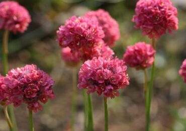 Armeria - plantation et entretien en plein champ. Culture d'une fleur d'armeria, méthodes de reproduction. Description, types. Une photo