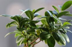 Formation de ficus - comment tailler correctement