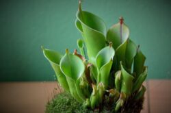 Heliamphora - soins à domicile. Culture, transplantation et reproduction d'Heliamphora. Description, types. Une photo