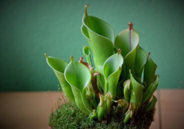 Heliamphora - soins à domicile. Culture, transplantation et reproduction d'Heliamphora. Description, types. Une photo