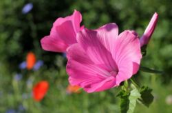 Lavatera - plantation et entretien en plein champ. Cultiver une fleur de Lavatera à partir de graines. Description, types. Une photo