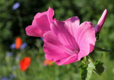 Lavatera - plantation et entretien en plein champ. Cultiver une fleur de Lavatera à partir de graines. Description, types. Une photo