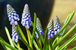 Muscari - plantation et toilettage à l'extérieur. Culture de muscari, méthodes d'élevage. Description, types. Une photo