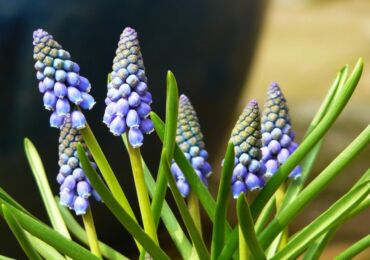 Muscari - plantation et toilettage à l'extérieur. Culture de muscari, méthodes d'élevage. Description, types. Une photo