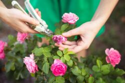 Taille d'une rose d'intérieur - quand et comment la tailler correctement