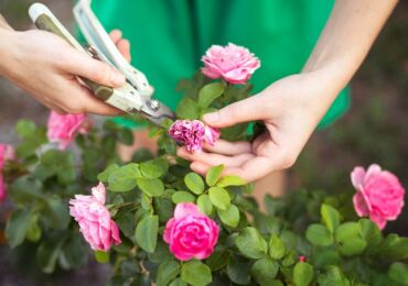 Taille d'une rose d'intérieur - quand et comment la tailler correctement