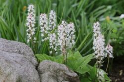 Tiarella - plantation et entretien en plein champ. Culture de tiarella, méthodes d'élevage. Description, types. Une photo