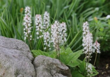 Tiarella - plantation et entretien en plein champ. Culture de tiarella, méthodes d'élevage. Description, types. Une photo