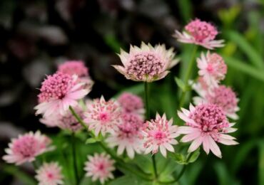 Usine d'Astrantia