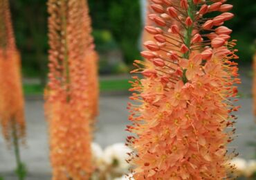 Eremurus - plantation et entretien en plein champ. Culture d'eremurus à partir de graines, méthodes de reproduction. Description, types. Une photo