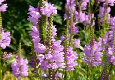 Physostegia - plantation et entretien en plein champ. Physostégie croissante à partir de graines, méthodes de reproduction. Description, types. Une photo