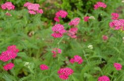 Yarrow - plantation et entretien à l'extérieur. Culture de l'achillée millefeuille à partir de graines, méthodes de reproduction. Description, types. Une photo