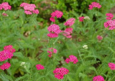 Yarrow - plantation et entretien à l'extérieur. Culture de l'achillée millefeuille à partir de graines, méthodes de reproduction. Description, types. Une photo