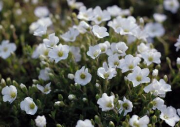 Arenaria (gerbille) - plantation et entretien en plein champ. Cultiver des arenaires à partir de graines, méthodes de reproduction. Description, types. Une photo