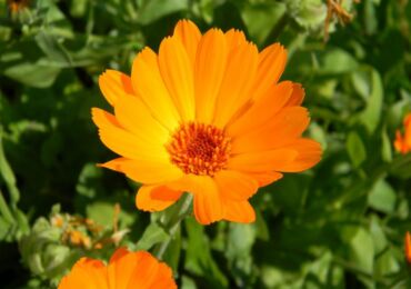 Calendula - plantation et entretien en plein champ. Cultiver du calendula à partir de graines, méthodes de reproduction. Description, types. Une photo