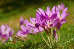 Usine de crocus