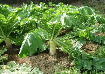 Radis Daikon - plantation et soins en plein champ. Cultiver du daikon à partir de graines. Description, variétés. Une photo