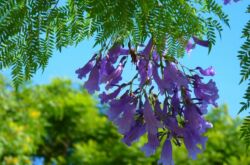 Jacaranda - soins à domicile. Culture, transplantation et reproduction de Jacaranda. Description, types. Une photo