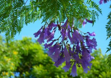 Jacaranda - soins à domicile. Culture, transplantation et reproduction de Jacaranda. Description, types. Une photo