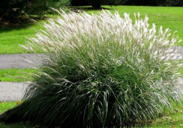 Miscanthus - plantation et entretien en plein champ. Culture du miscanthus, méthodes de sélection. Description, types. Une photo