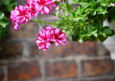 Ampel Pelargonium - soins à domicile. Culture de géraniums ampéleux, transplantation et reproduction. Description, types. Une photo