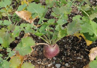 Rutabaga: plantation et entretien en plein champ, à partir de graines