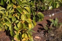 Pince à becs d'arbre: plantation et entretien en plein champ, poussant à partir de graines