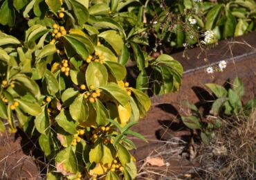 Pince à becs d'arbre: plantation et entretien en plein champ, poussant à partir de graines