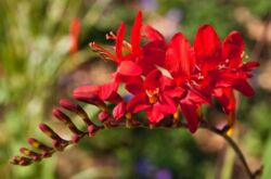 Crocosmia (montbrecia) - plantation et entretien en plein champ. Cultiver la crocosmie à partir de graines. Description, types avec photos